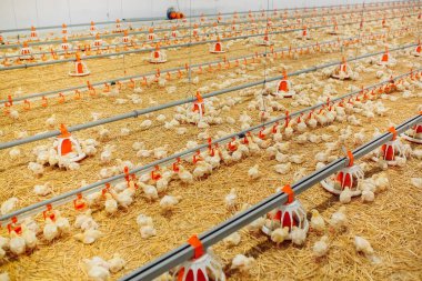 Indoors chicken farm, chicken feeding clipart