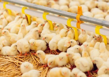 Kapalı alanda tavuk çiftliği, tavuk yemi