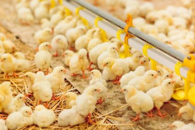 Kapalı alanda tavuk çiftliği, tavuk yemi