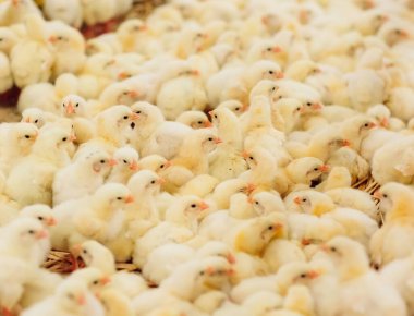 Kapalı alanda tavuk çiftliği, tavuk yemi