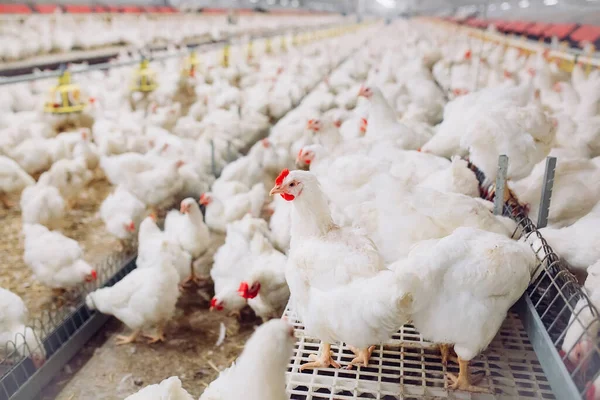 Dalam Rumah Peternakan Ayam Pakan Ayam — Stok Foto