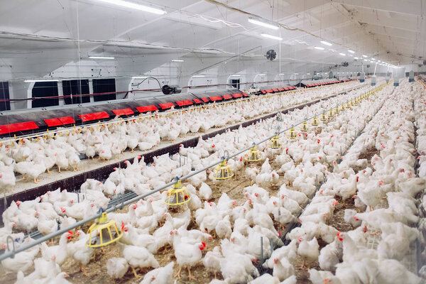 Крытая птицеферма, кормление цыплят