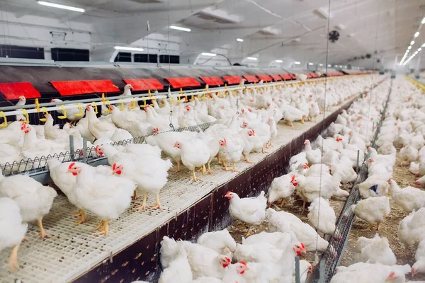 Granja Pollo Interior Alimentación Pollo — Foto de Stock