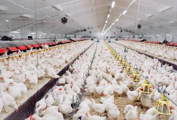 Εσωτερική Φάρμα Κοτόπουλων Σίτιση Κοτόπουλου — Φωτογραφία Αρχείου
