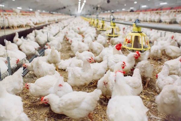 Indoors Chicken Farm Chicken Feeding — Stock Photo, Image