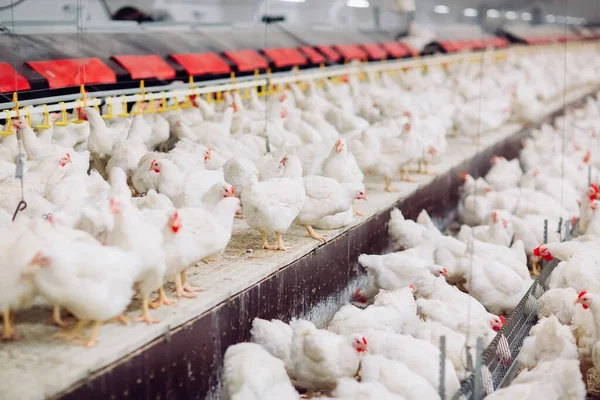 Granja Pollo Interior Alimentación Pollo — Foto de Stock