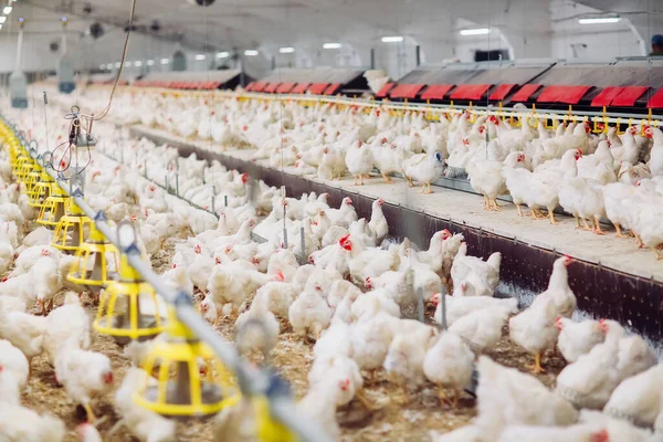 Granja Pollo Interior Alimentación Pollo — Foto de Stock