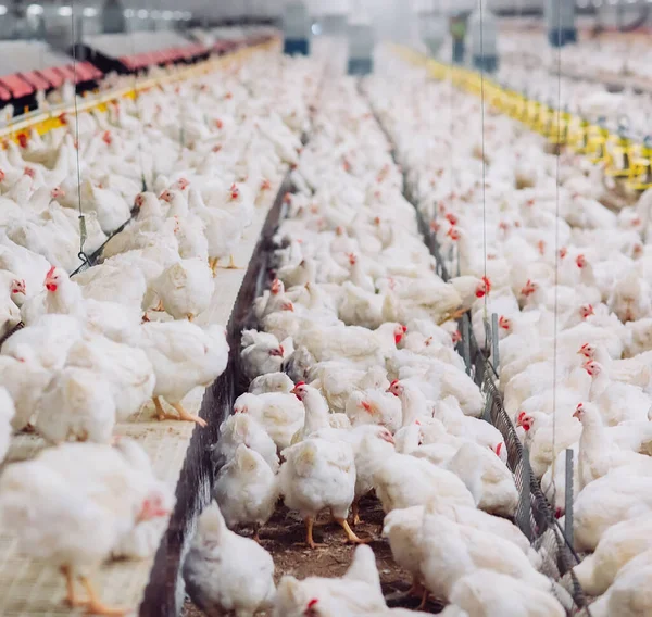 Allevamento Polli All Aperto Alimentazione Polli — Foto Stock