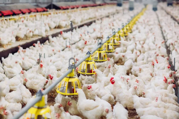 Dalam Rumah Peternakan Ayam Pakan Ayam — Stok Foto