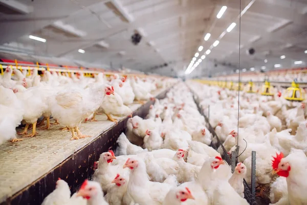 Fazenda Frango Interior Alimentação Frango — Fotografia de Stock