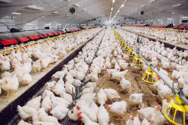 Крытая птицеферма, кормление цыплят