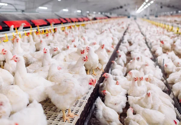 Granja Pollo Interior Alimentación Pollo —  Fotos de Stock