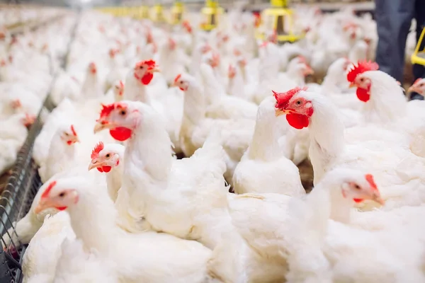 Fazenda Frango Interior Alimentação Frango — Fotografia de Stock