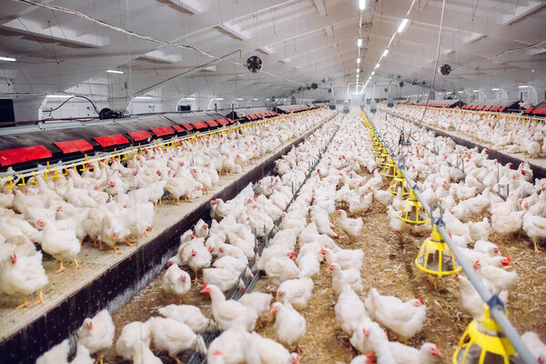 Indoors chicken farm, chicken feeding