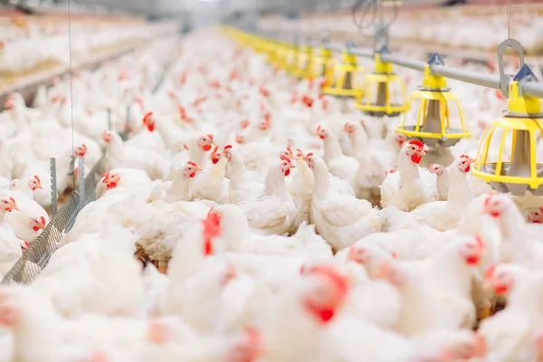 Granja Pollo Interior Alimentación Pollo — Foto de Stock