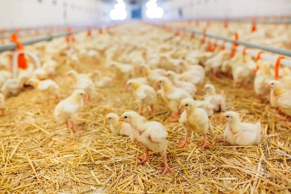 Hühnerfarm Drinnen Hühnerfütterung — Stockfoto