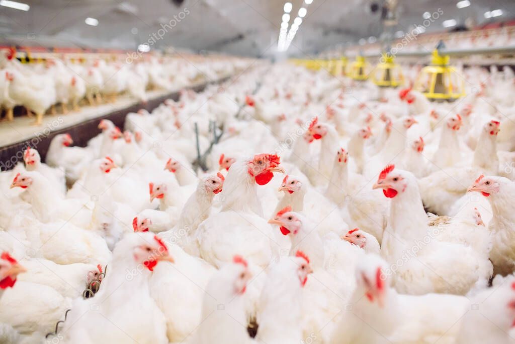 Indoors chicken farm, chicken feeding