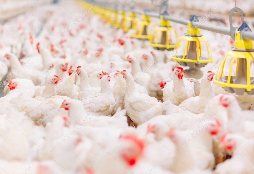 Indoors chicken farm, chicken feeding