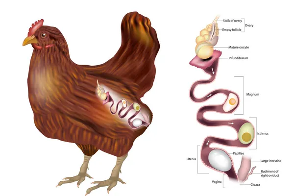 L'apparato riproduttivo delle galline mostra l'ovaia e le varie sezioni dell'ovodotto. Embriologia del pollo — Vettoriale Stock