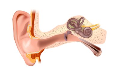 İnsan Kulağı Anatomisi. Dış kulak, orta kulak ve iç kulak. Tıbbi vektör illüstrasyonu