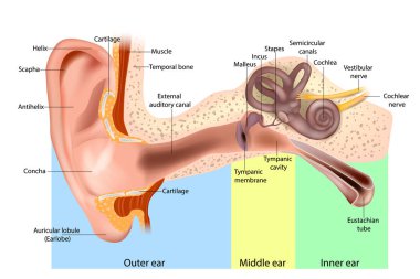Human Ear Anatomy. Ear structure diagram. The human ear consists of the Outer, Middle and Inner ear.