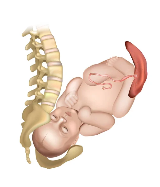 Como a pelve é projetada para o parto. Anatomia da gravidez e nascimento. Um bebé no canal de parto. Pélvis feminina — Vetor de Stock
