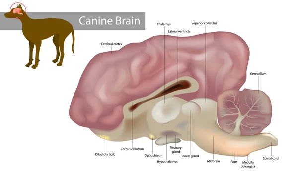 कॅनीन मेंदूचे शरीरशास्त्र. कुत्रा पशुवैद्यकीय चित्र — स्टॉक व्हेक्टर