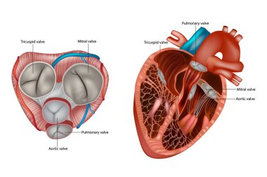 Structure of the Heart valves anatomy. Mitral valve, pulmonary valve, aortic valve and the tricuspid valve. clipart