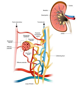 Structure of the Nephron and Glomerular filtration or glomerulus. Nephrology. Renal physiology. clipart