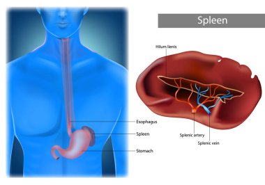 İnsan Dalağı Anatomisi 'nin tasviri. Vücuttaki Dalağın Yeri. Gerçekçi çizim