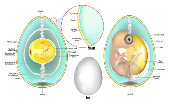 Struktura jajka. Anatomia zarodka ptaka. Rozwój jaj kurzych. — Wektor stockowy