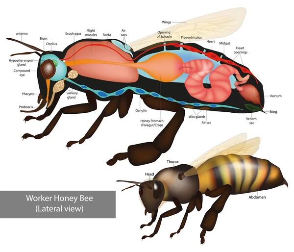 Structure of the Worker honeybee. Lateral view. Anatomy of bee with inner organs educational scheme vector illustration. — Stock Vector