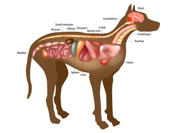 Tabla de Anatomía Interna Canina. Anatomía del perro con la ilustración del examen de la estructura del órgano interior. — Vector de stock