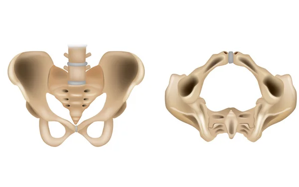 A cintura pélvica e a saída pélvica. Estrutura anatômica do esqueleto pélvico. Esquema de educação médica com ilium, ischium, coccyx, sacro e exemplos de ossos pubianos. diagrama — Vetor de Stock