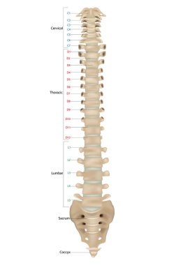 Omurga, omurga ya da omurga olarak da bilinir. İnsan omurgası ve bölgeleri Coccyx, Sacrum, Lumbar, Thoracic. Omurga kemiği. Anterior manzara. Ön görünüm.