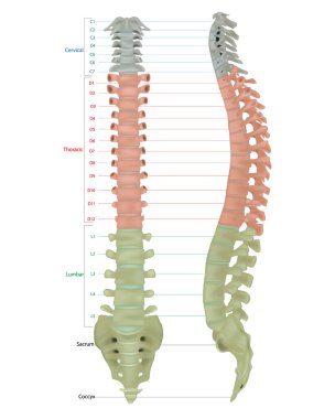 İnsan iskeleti anatomisi. İnsan vücudunun vertebral kolonu anatomi bilgisel diyagramı tüm vertebra servikal torasik lumbar sakral ve koksigeal...