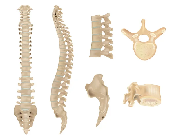 Omurga Omurların Anatomisi Nsan Omurgası Kemikleri Detaylı Tıbbi Illüstrasyon Skelet — Stok Vektör