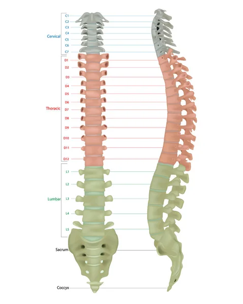 ヒトの骨格解剖学 人体解剖学の垂直列すべての椎骨の子宮頸部胸部腰椎仙骨と同心円状を含むインフォグラフィック図 — ストックベクタ