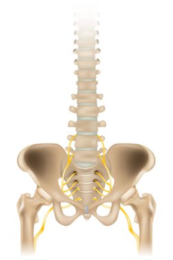 Sciatic Nerve or ischiadic nerve. Medical illustration of the human spine and pelvis. Vector