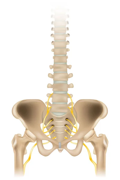 Sciatic Nerve Ischiadic Nerve Medical Illustration Human Spine Pelvis Vector — Stock Vector