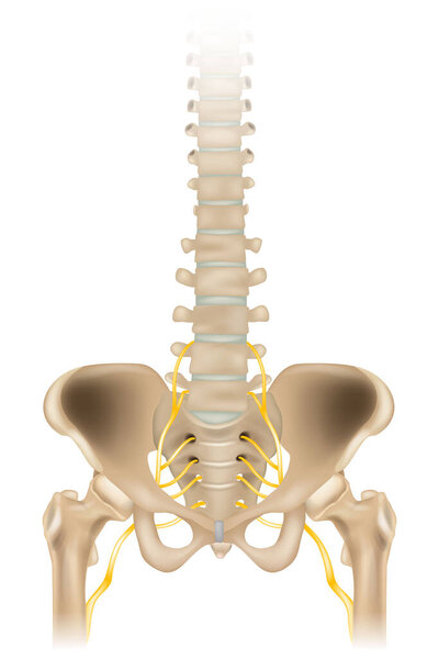 Sciatic Nerve or ischiadic nerve. Medical illustration of the human spine and pelvis. Vector