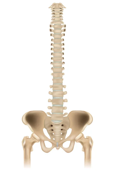 Illustration Médicalement Précise Système Squelettique Hanche Bassin Colonne Vertébrale Vue — Image vectorielle