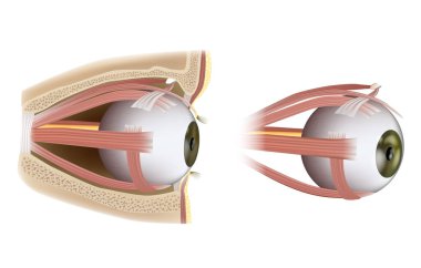 Human Eye Extraocular Muscles. Ophthalmology. Eyes muscles in side view. Vector illustration