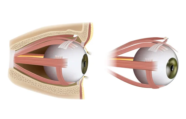 Human Eye Extraocular Muscles Ophthalmology Eyes Muscles Side View Vector — Stock Vector