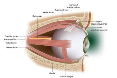 Ophthalmology. Eyes muscles in side view.
