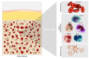 Bone marrow Stem cell. Platelets, Red and White blood cells. Diagram