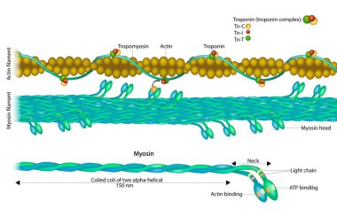 Actin filament and Myosin filament. Structure Myosin. Muscle Actin myosin interaction. Troponin or troponin complex.