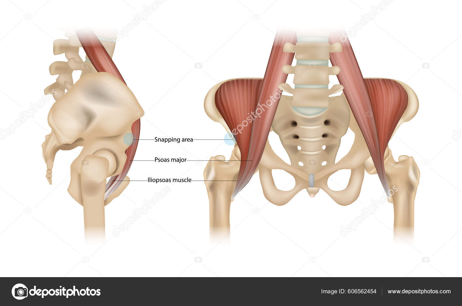 고관절 증후군 Psoas Major Iliopsoas Muscle Sneaing Area Vector 스톡 벡터 - ©Sakurra  606562454
