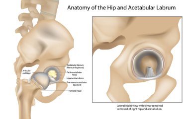 Anatomy of the Hip and Acetabular Labrum. Ligamentum teres and Articular cartilage. Lateral view with femur removed of right hip. clipart