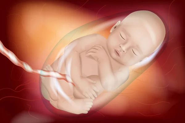 医学的に正確なヒト胎児のイラスト週40 妊婦の子宮の赤ん坊 正面図 — ストックベクタ